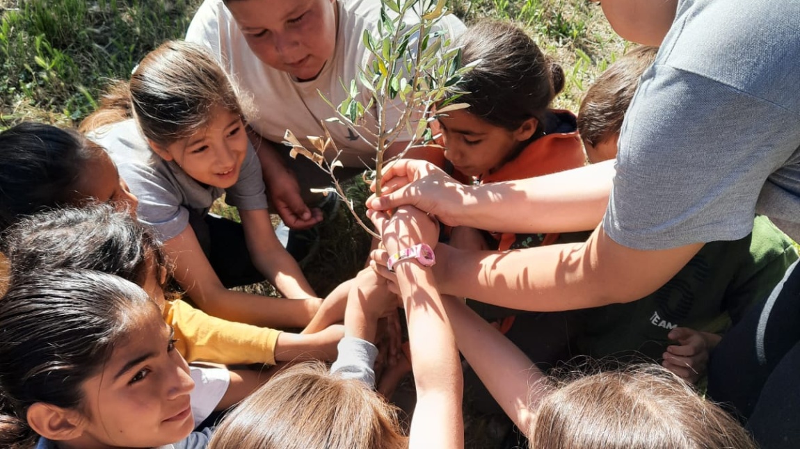 Okulumuzda Zeytin Fidanı Dikme Etkinliği